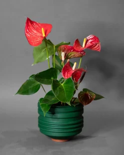 Areaware Strata Planter Green
