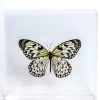 The Butterfly Company - Large Butterfly #1