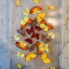 The Butterfly Company - Orange & Yellow Wall Hanging